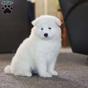 Simon, Samoyed Puppy